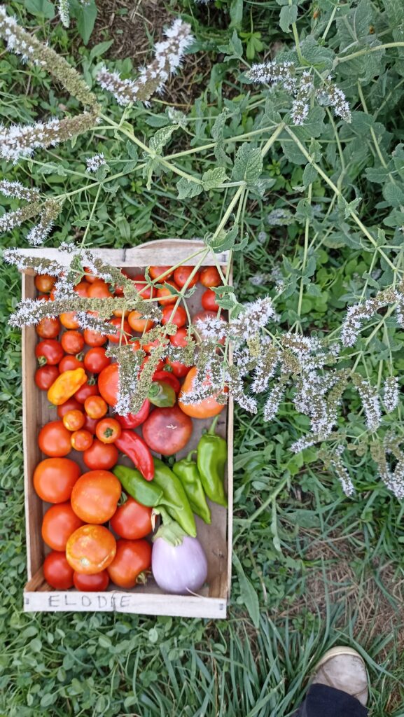 Récolte tomates, aubergines, poivron, menthe